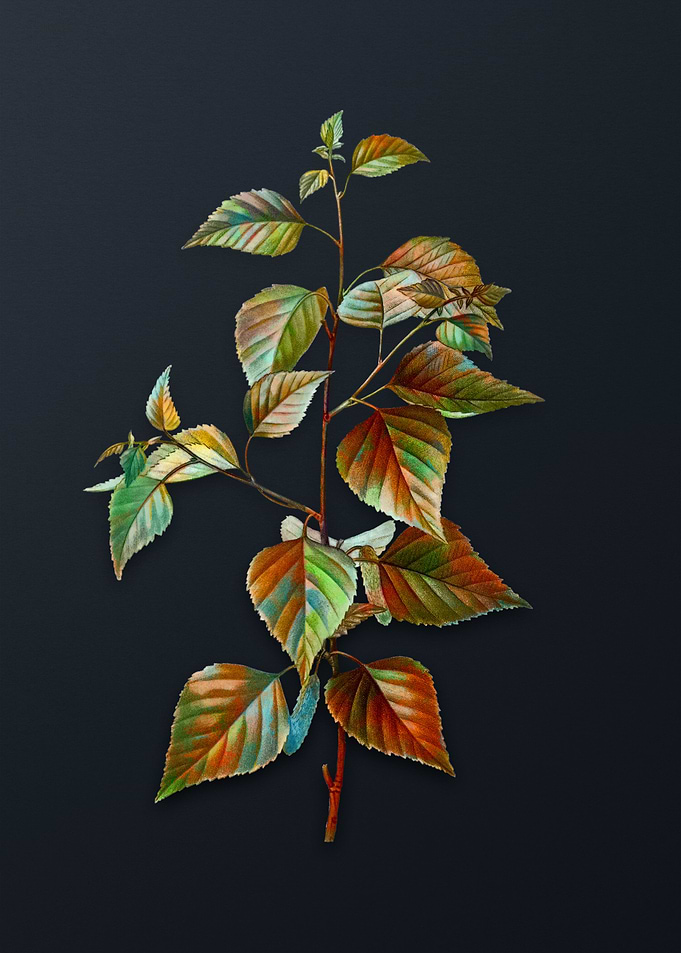 Vintage Black Birch Flower