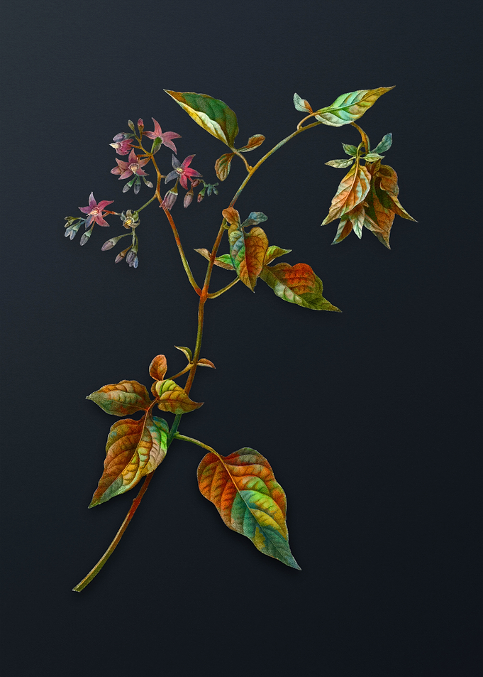 Vintage Bittersweet Flower