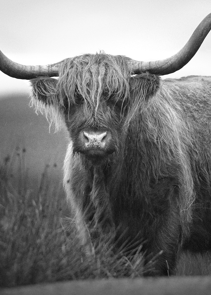 Hairy Scottish Highland