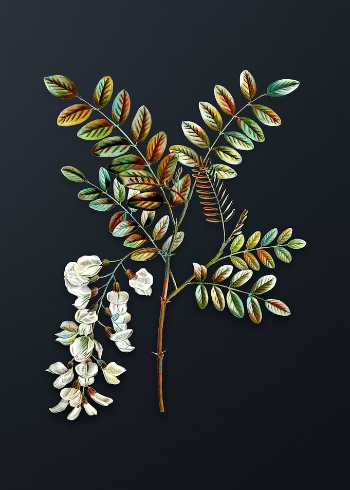Vintage Black Locust