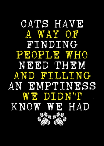 Cats have a way of finding