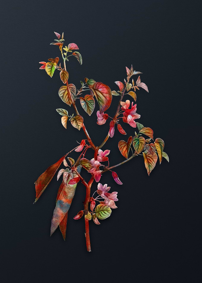 Vintage Judas Tree Flower