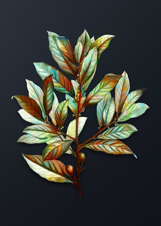 Vintage Bay Laurel Flower