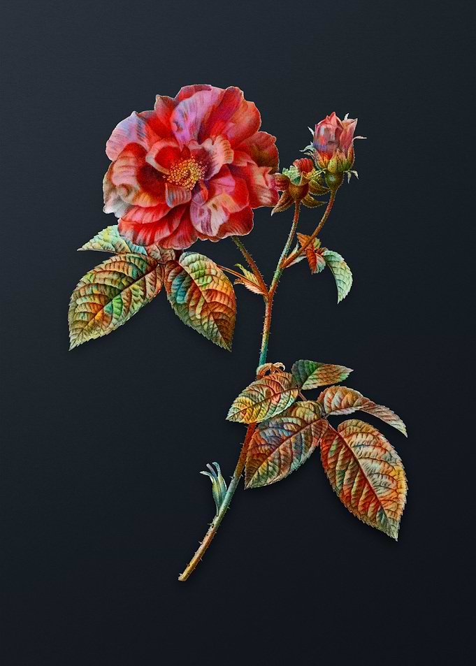 Vintage Apothecary Rose