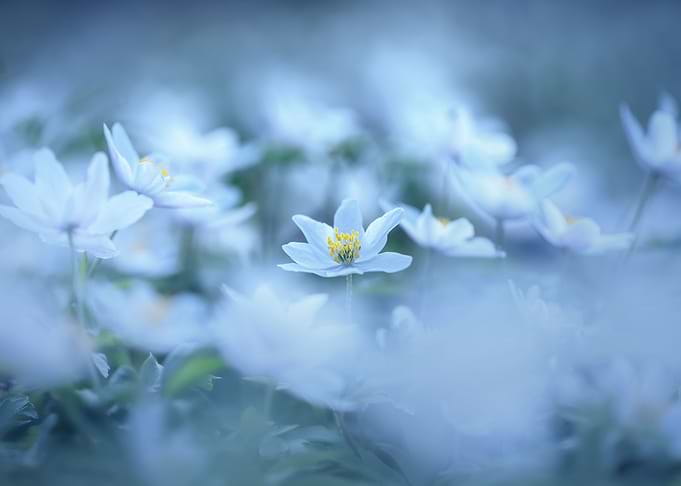 White flowers of anemones
