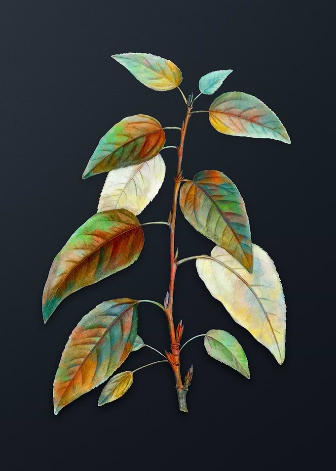 Balsam Poplar Leaves