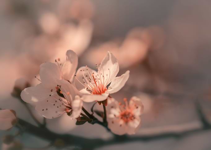 Pink cherry blossom