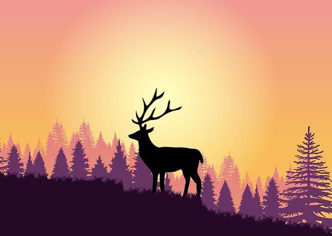 Deer Cute Animal