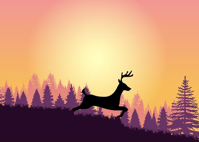 Deer Cute Animal