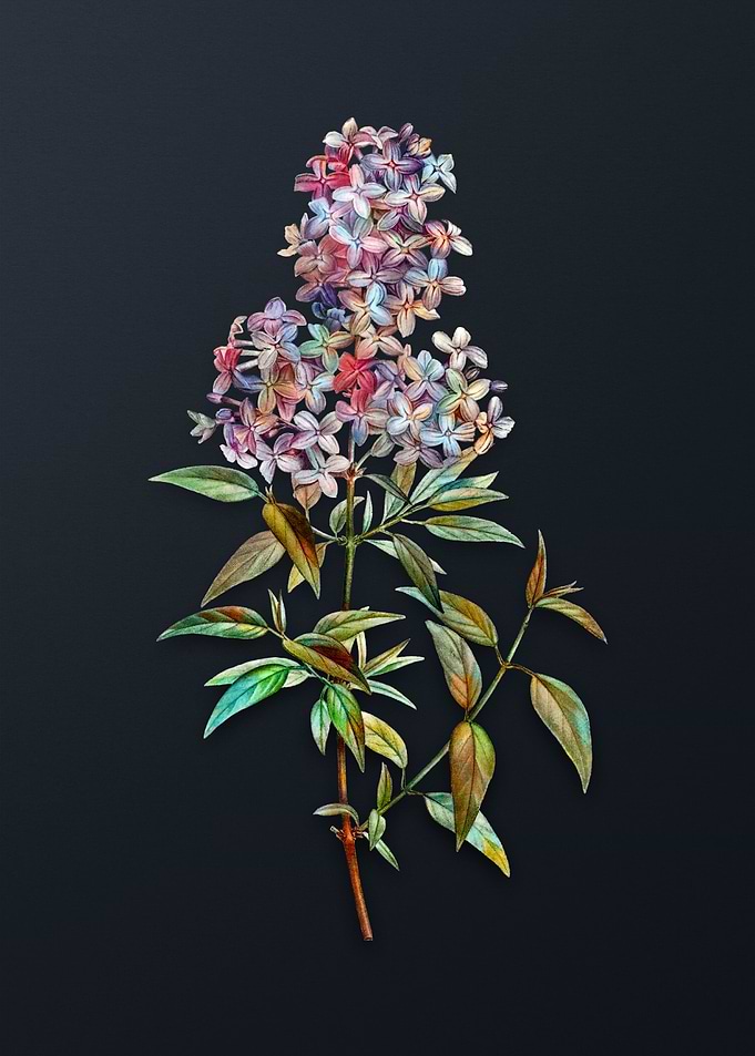 Vintage Persian Lilac