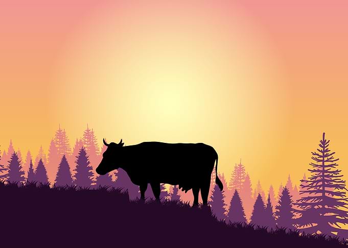 Cows Cute Animal