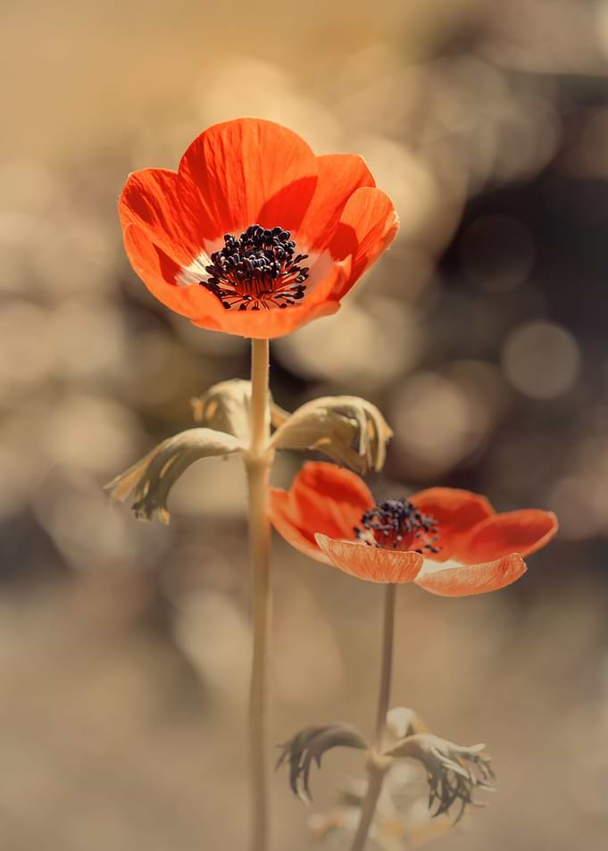 Red anemone flower, macro