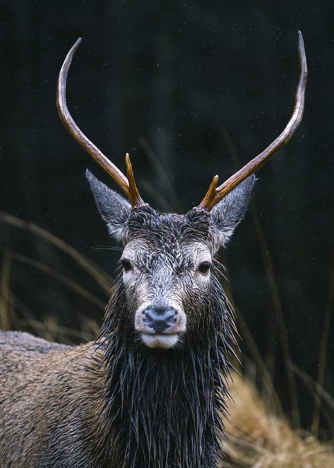 Deer portrait