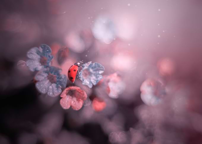 Ladybug in flowers