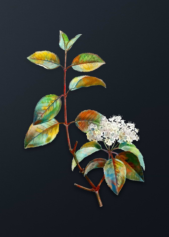 Vintage Black Haw Flower