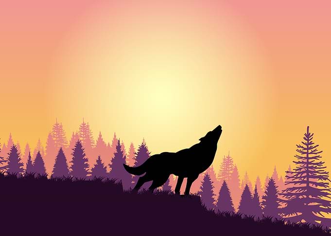 Wolf Cute Animal