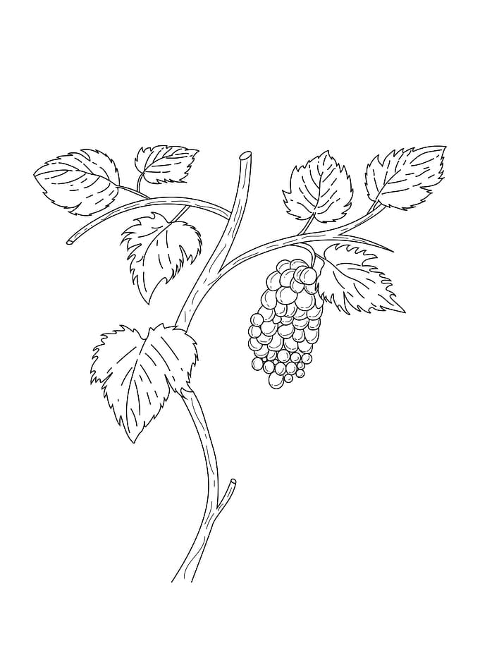 Grape Line Drawing