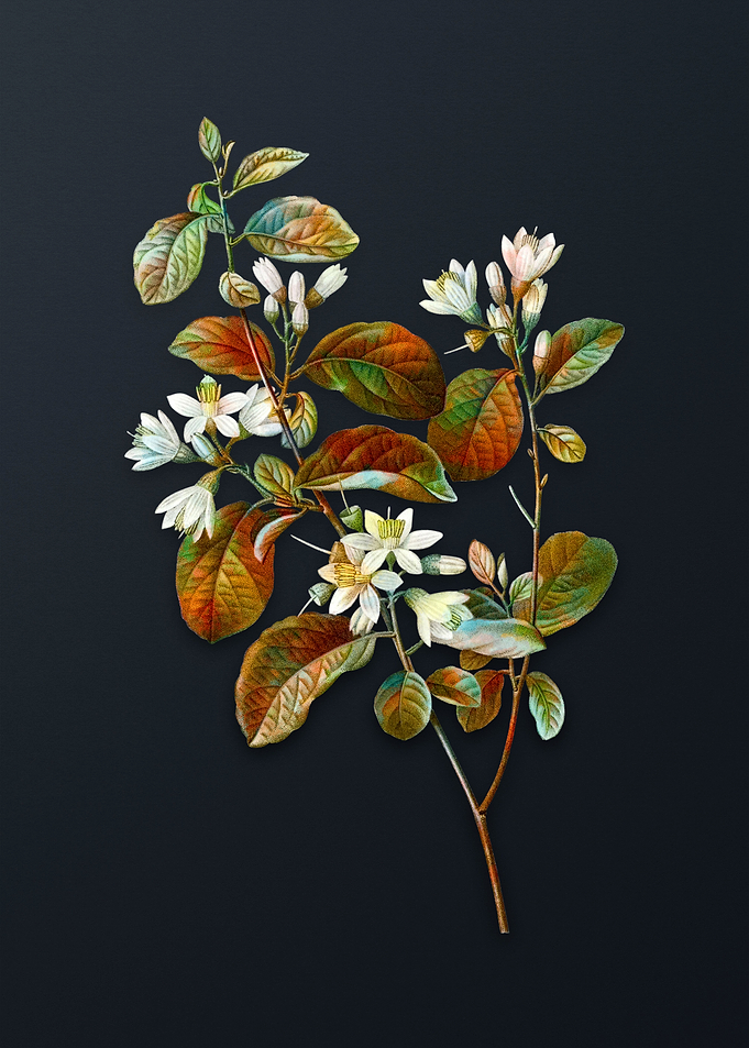 Vintage Snowdrop Bush