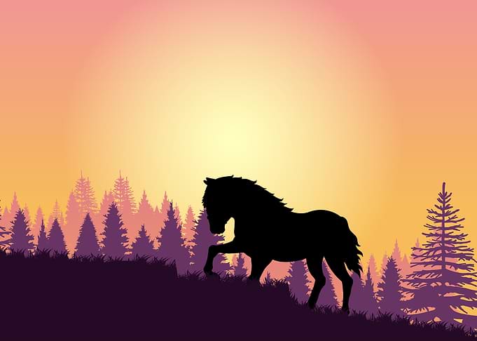 Horse Cute Animal