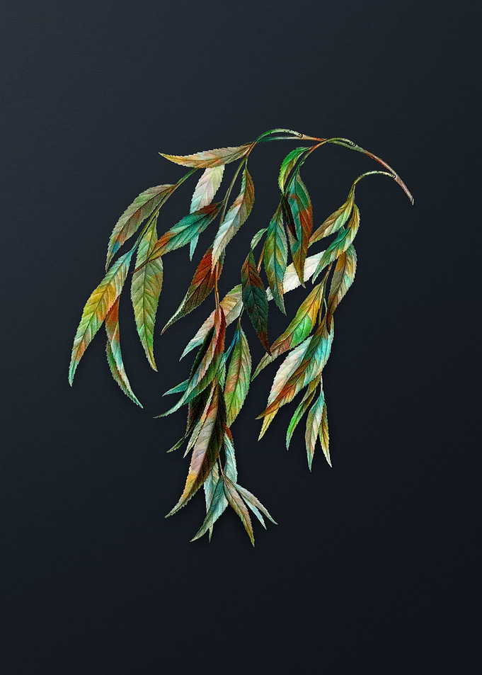 Vintage Babylon Willow