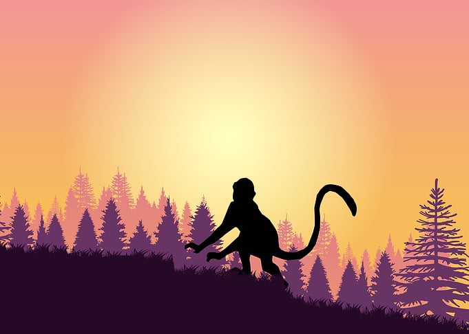 Monkey Cute Animal