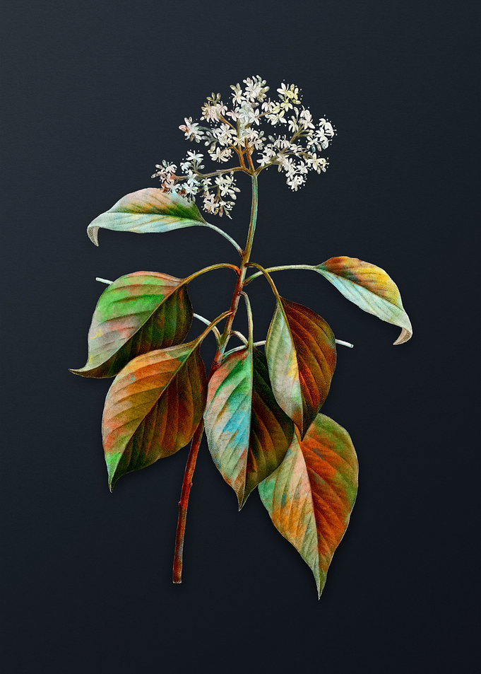 Vintage Pagoda Dogwood