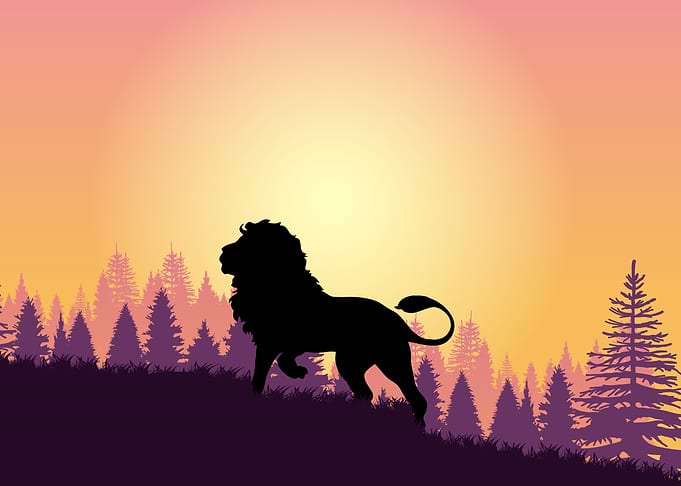 Lion Cute Animal