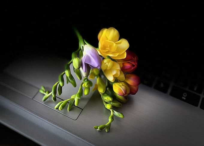 Freesias under spotlight
