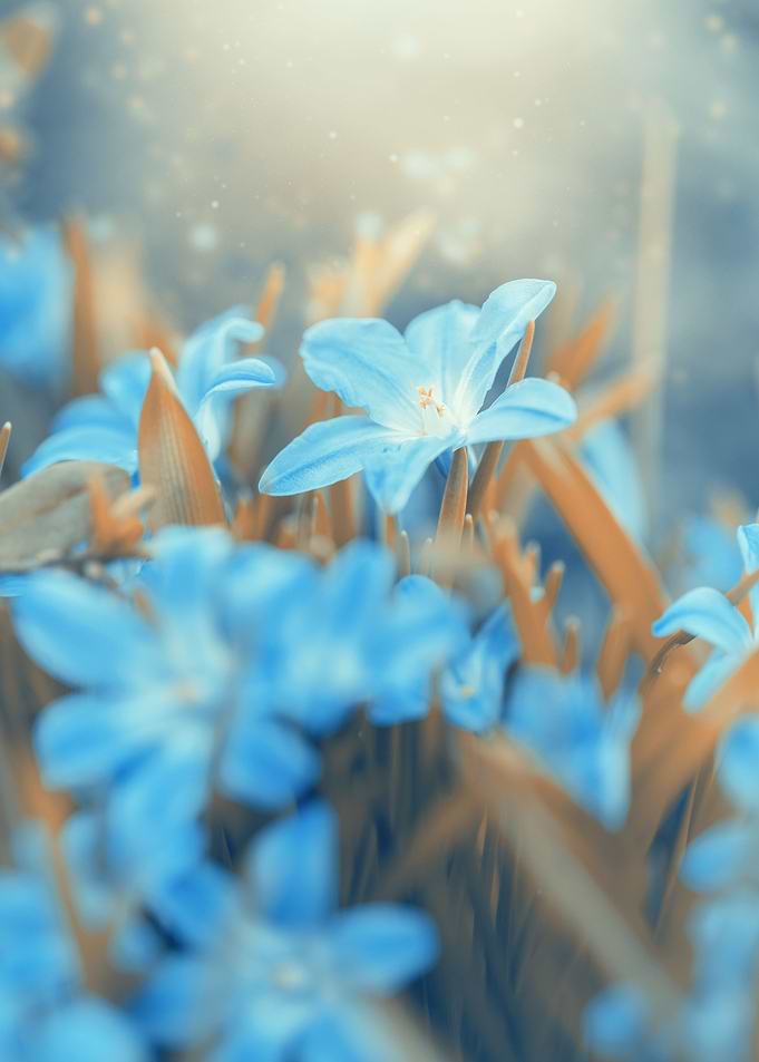 Blue little fowers, macro