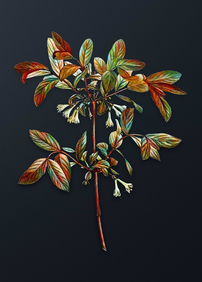 Vintage Honeyberry Flower