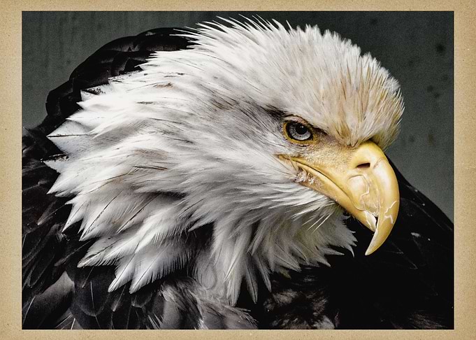 Eagle head