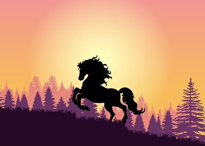 Horse Cute Animal