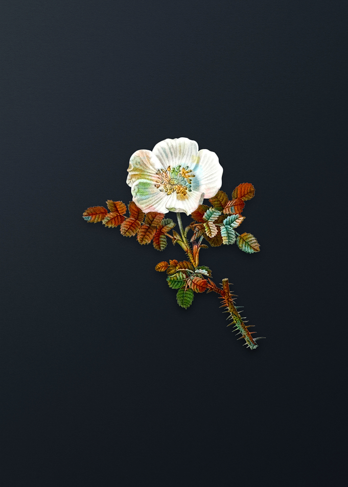Vintage Burnet Rose Flower