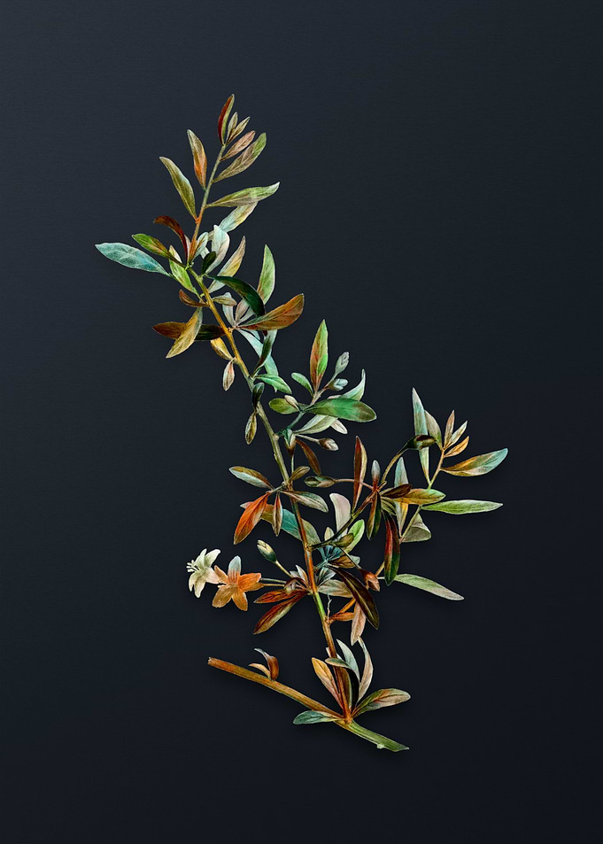Vintage Goji Berry Branch