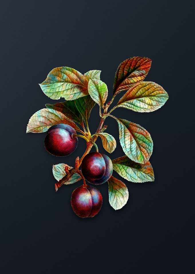 Vintage Cherry Plum Flower