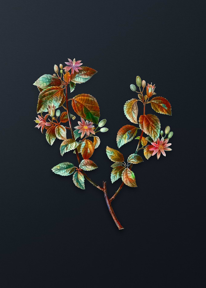 Vintage Crossberry Flower