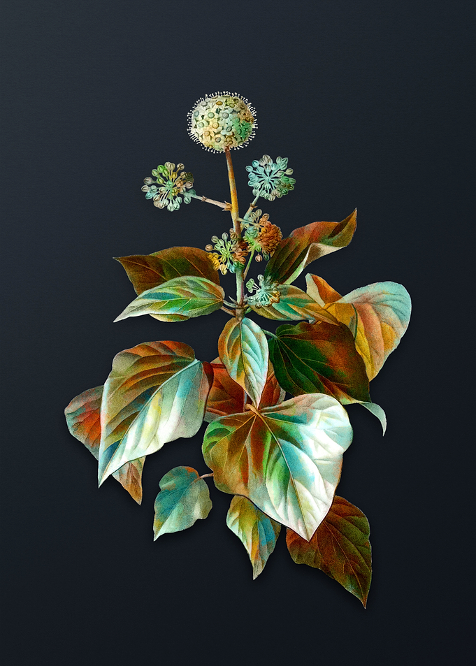 Vintage Common Ivy Flower