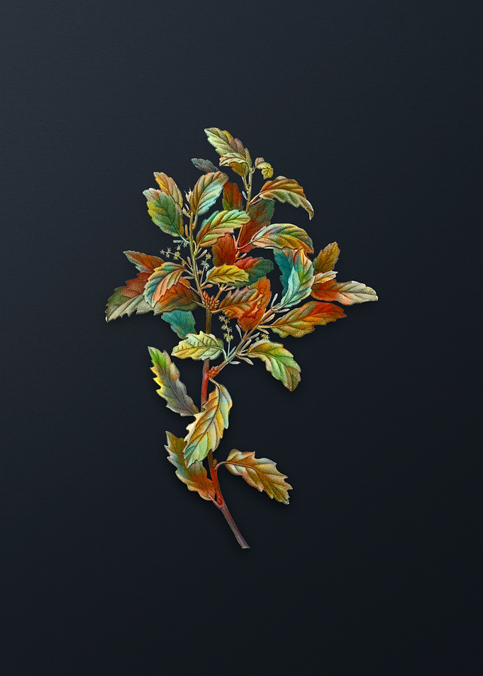 Vintage Evergreen Oak