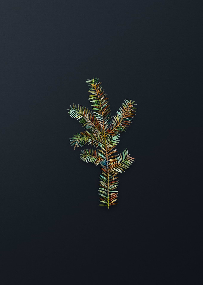 Vintage English Yew Branch