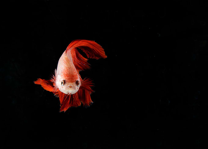 hickey fish