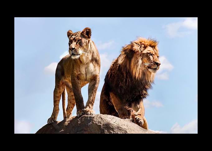 Lion