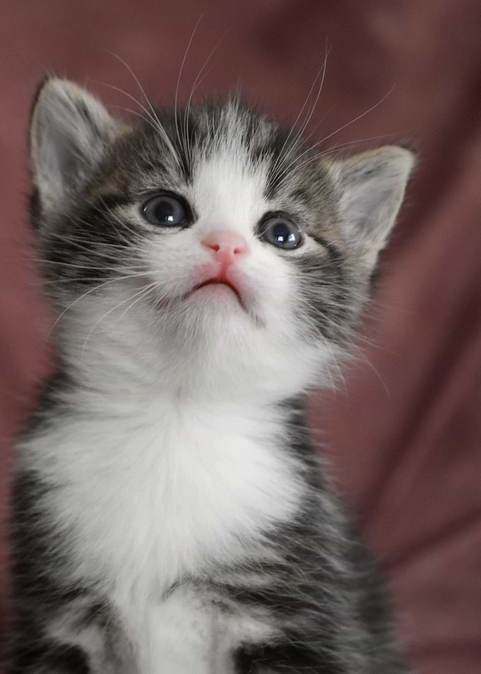 Cat Cats Feline Kitty