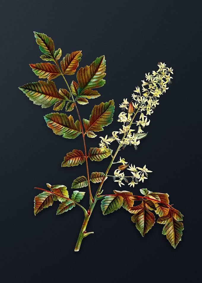 Vintage Golden Rain Tree
