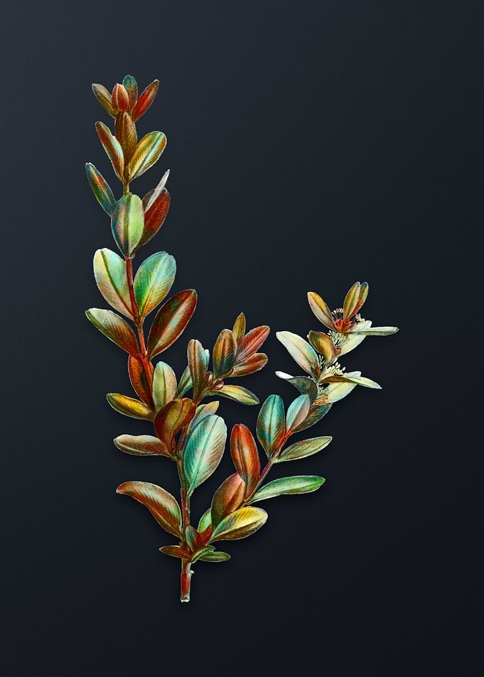 Buxus Colchica Bush Flower