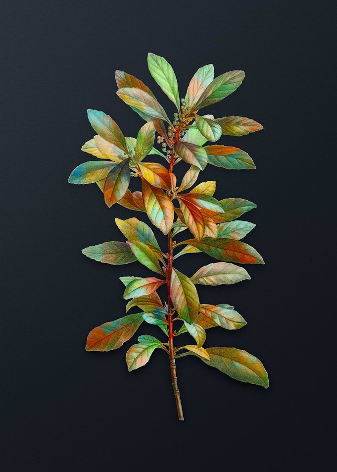 Firetree Branch Plant