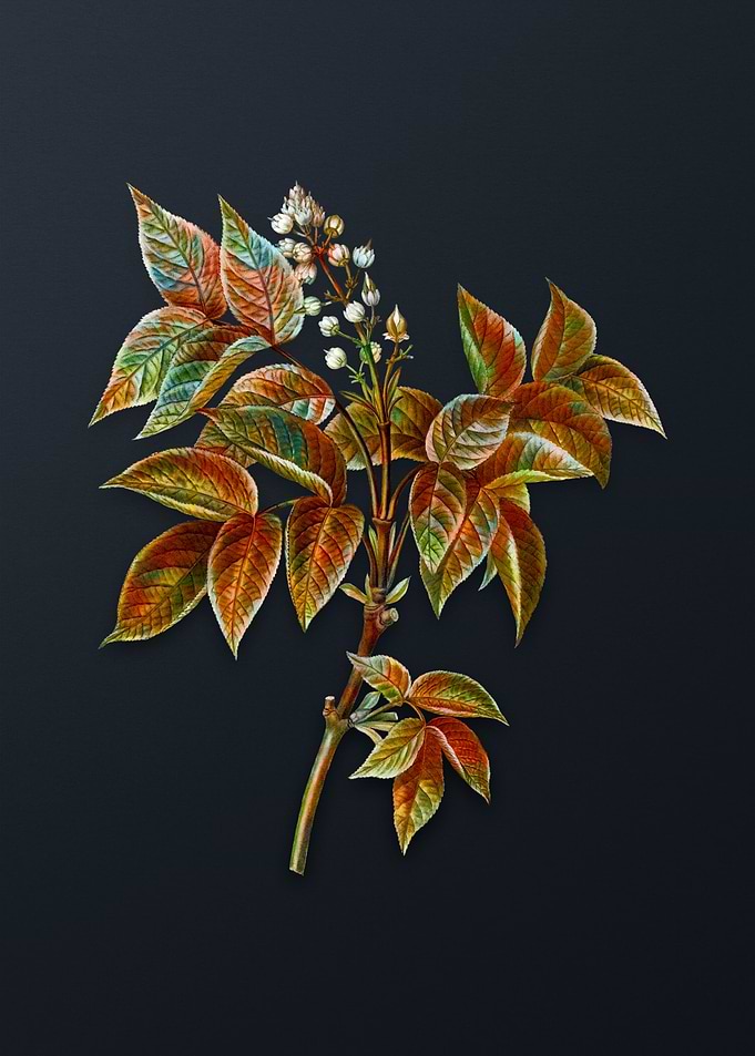 European Bladdernut Flower