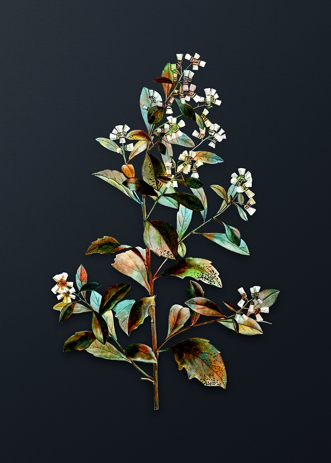 Vintage Eastern Baccharis