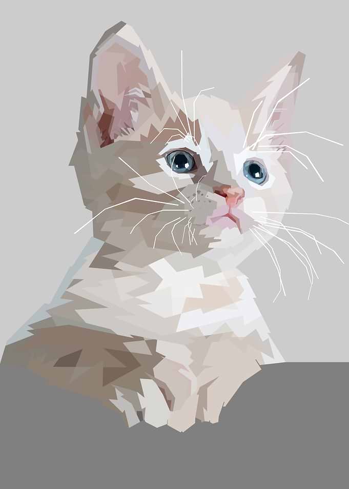 Cat Cats Feline Kitty