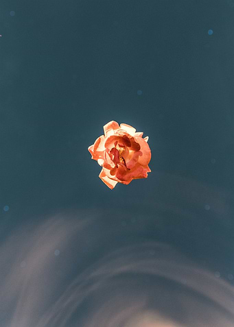 rice flower