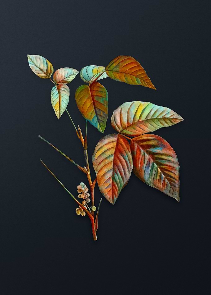 Vintage Eastern Poison Ivy